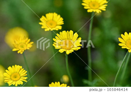 コウヤカミツレ 103846414