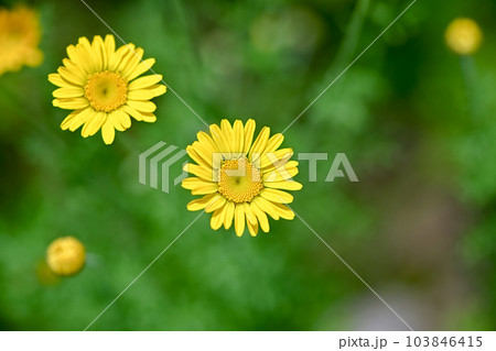 コウヤカミツレ 103846415