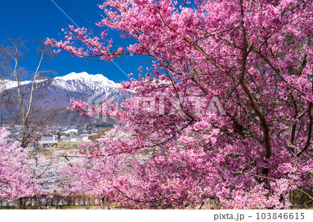 《長野県》長野県大町市の春の風景・満開の桜と北アルプス 103846615