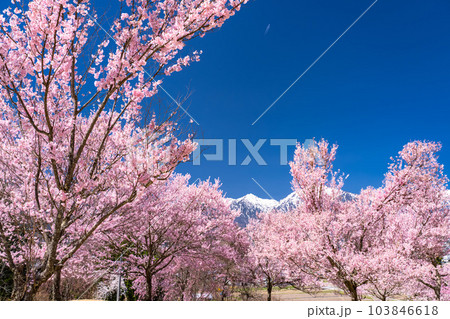 《長野県》長野県大町市の春の風景・満開の桜と北アルプス 《長野県》長野県大町市の春の風景・満開の桜と北アルプス 103846618