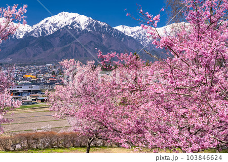《長野県》長野県大町市の春の風景・満開の桜と北アルプス 103846624