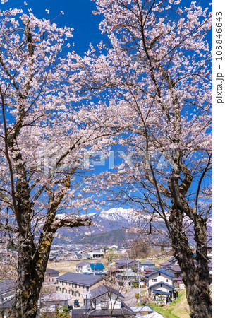 《長野県》長野県大町市の春の風景・満開の桜と北アルプス 《長野県》長野県大町市の春の風景・満開の桜と北アルプス 103846643
