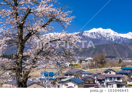 《長野県》長野県大町市の春の風景・満開の桜と北アルプス 103846645
