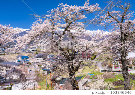 《長野県》長野県大町市の春の風景・満開の桜と北アルプス 《長野県》長野県大町市の春の風景・満開の桜と北アルプス 103846646