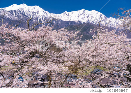 《長野県》長野県大町市の春の風景・満開の桜と北アルプス 103846647