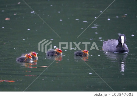 オオバンの親子 103847003