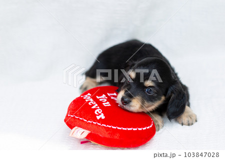 仔犬　カニンヘンダックスフンド 103847028