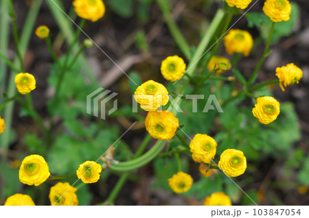 ラナンキュラス・ゴールドコインの花 ラナンキュラス・ゴールドコインの花 103847054