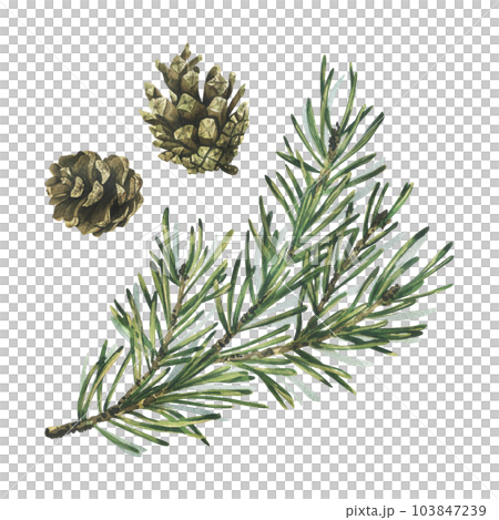 Pine branch with green needles and a cone, forest plants for winter and christmas decor. Watercolor illustration, hand drawn. Isolated objects on a white background. 103847239