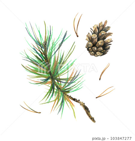 Pine branch with green needles and a cone, forest plants, autumn, summer. Watercolor illustration, hand drawn. Isolated objects on a white background. Pine branch with green needles and a cone, forest plants, autumn, summer. Watercolor illustration, hand drawn. Isolated objects on a white background. 103847277