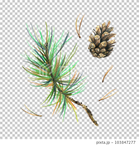 Pine branch with green needles and a cone, forest plants, autumn, summer. Watercolor illustration, hand drawn. Isolated objects on a white background. Pine branch with green needles and a cone, forest plants, autumn, summer. Watercolor illustration, hand drawn. Isolated objects on a white background. 103847277