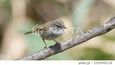 野鳥（木の枝に止まるウグイス 103848218