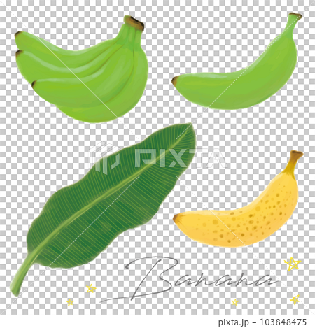 青いバナナと熟れすぎバナナと葉の手描き水彩セット　ベクター 103848475