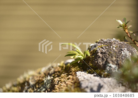 のきしのぶ のきしのぶ 103848685