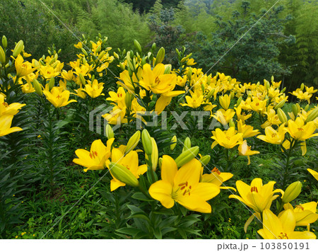 愛媛県伊予市　佐礼谷の黄色い丘の百合の花 103850191