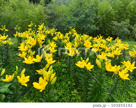 愛媛県伊予市　佐礼谷の黄色い丘の百合の花 103850192