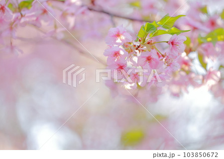美しい桜の花　早春の風物詩（河津桜） 103850672