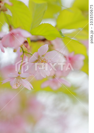 美しい桜の花 早春の風物詩(河津桜) 美しい桜の花 早春の風物詩(河津桜) 103850675