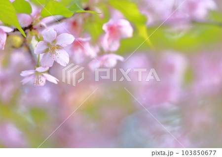 美しい桜の花　早春の風物詩（河津桜） 103850677