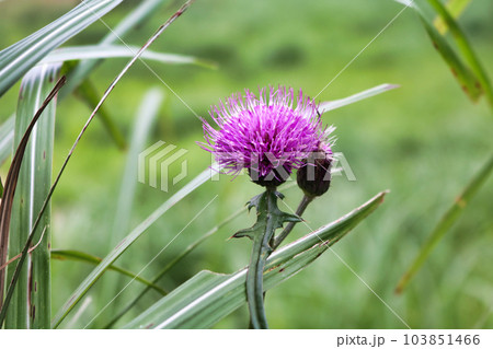 アザミ キク科 アザミ属 Cirsium トゲクサ 刺草 アザミナ スコットランドの国花 アザミ キク科 アザミ属 Cirsium トゲクサ 刺草 アザミナ スコットランドの国花 103851466