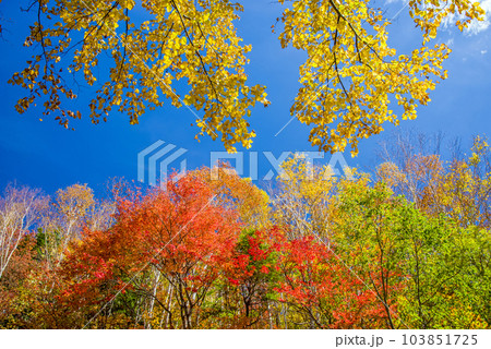 高原の秋【乗鞍高原の紅葉】 高原の秋【乗鞍高原の紅葉】 103851725