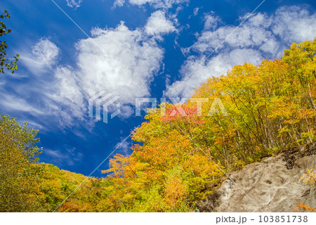 高原の秋【乗鞍高原の紅葉】 103851738