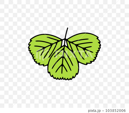 Strawberries leaf, strawberry leaves, wild strawberry, plant and food, colored graphic design. Berry, berries, fruit and meal, agriculture and agricultural, vector design and illustration 103852006