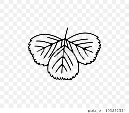 Strawberries leaf, strawberry leaves, wild strawberry, plant and food, linear graphic design. Berry, berries, fruit and meal, agriculture and agricultural, vector design and illustration Strawberries leaf, strawberry leaves, wild strawberry, plant and food, linear graphic design. Berry, berries, fruit and meal, agriculture and agricultural, vector design and illustration 103852534
