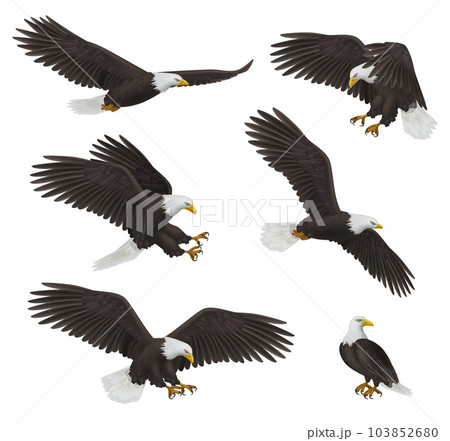 Eagles. Prey birds freedom symbols decent vector realistic flying eagles 103852680