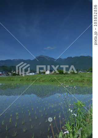 北杜市白州町、山並み映す田植えが済んだ田んぼに道端の雑草 北杜市白州町、山並み映す田植えが済んだ田んぼに道端の雑草 103852836