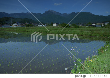 北杜市白州町、山並み映す田植えが済んだ田んぼに道端の雑草 103852838