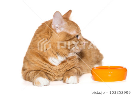Beautiful ginger cat lies next to an orange bowl 103852909
