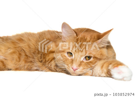Red, beautiful cat lies lazily Red, beautiful cat lies lazily 103852974