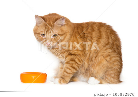 Beautiful red cat and an orange bowl Beautiful red cat and an orange bowl 103852976