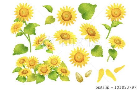 かわいいひまわりの水彩風パーツセット 103853797