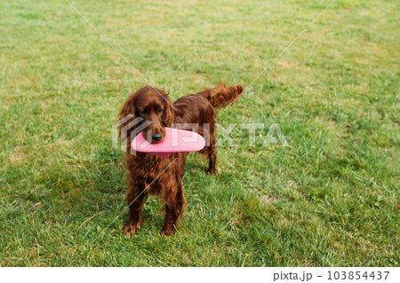 The brown dog holds in his mouth a slipper on a nature background. Beautiful Irish Setter dog plays in grass 103854437