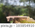 A podium made of sawn wood with a natural background on the stones. Front showcase with a stand for the presentation of goods. With a beautiful view of juicy greenery with bokeh. 103854910