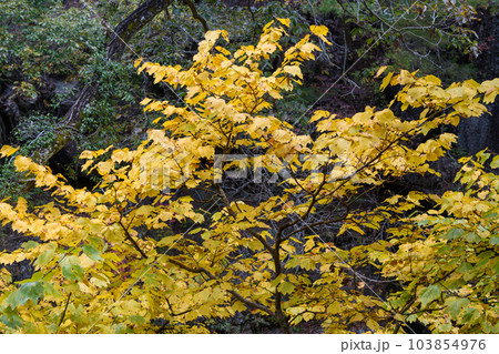 昇仙峡のダンコウバイの紅葉 昇仙峡のダンコウバイの紅葉 103854976