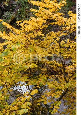 昇仙峡のダンコウバイの紅葉 103854977