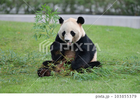 おいしそうに竹を食べる愛浜 おいしそうに竹を食べる愛浜 103855379