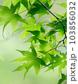 新緑 103856032