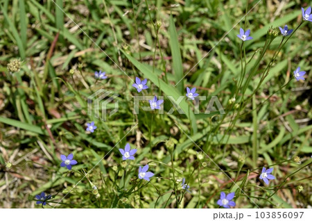ヒナギキョウの花 103856097