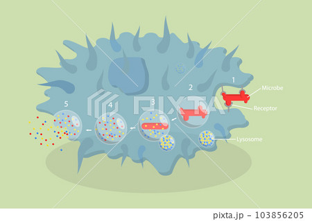 3D Isometric Flat Vector Conceptual Illustration of Phagocytosis 3D Isometric Flat Vector Conceptual Illustration of Phagocytosis 103856205
