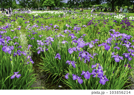 東京都　都立水元公園　葛飾菖蒲まつり 103856214