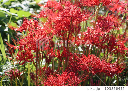 たくさんの別名を持つ個性的な秋の花ー七 103856433