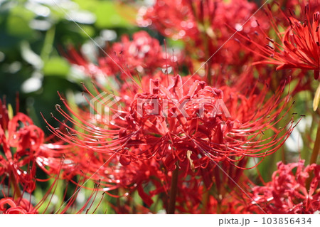 たくさんの別名を持つ個性的な秋の花ー六 103856434
