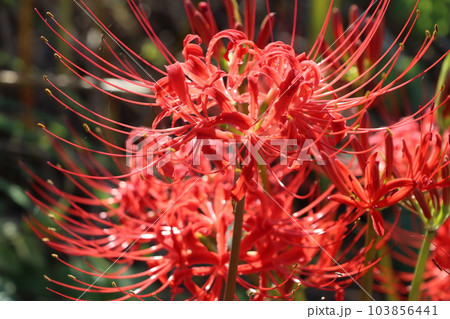 天界に咲く花と言われる朱色のヒガンバナー拾 103856441