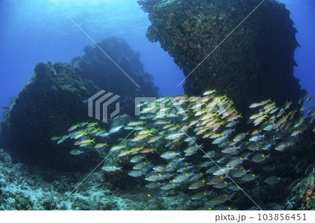 小笠原 根魚の群れ 小笠原 根魚の群れ 103856451