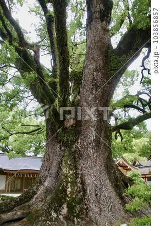 大樟・太宰府天満宮（福岡県・太宰府市） 103856857
