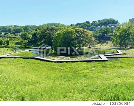 初夏の厳島湿生公園 103856984